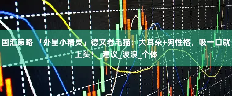 国汇策略 「外星小精灵」德文卷毛猫：大耳朵+狗性格，吸一口就上头！_建议_波浪_个体